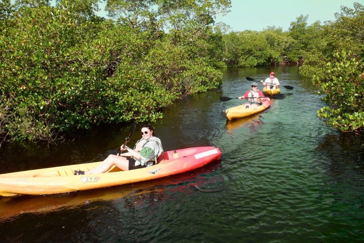 Three kayakers floating down mangrove lined canal.
