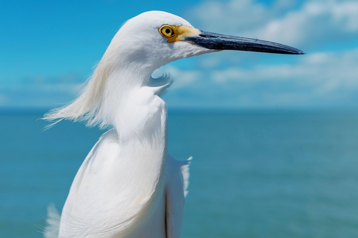 Image of white Crane with blue ocean in background